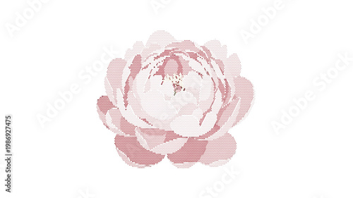 Vintage peony flower vector illustration, soft pink floral blossom in watercolor style, elegant botanical element for wedding invitation design