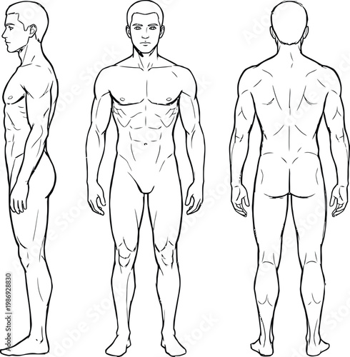 Male human body template, athletic man anatomy diagram, front side and back view vector outline