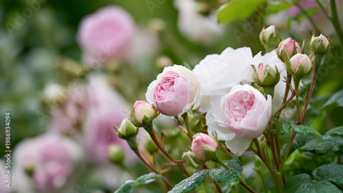 Pink and white roses blooming in a spring garden, delicate flowers with dew drops showing freshness and natural beauty