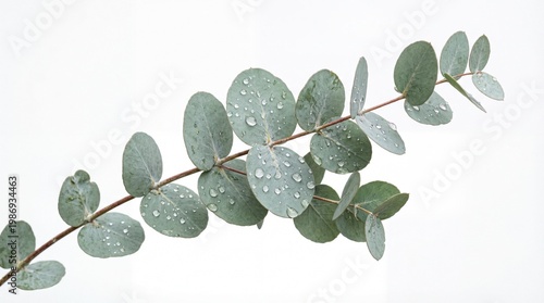A single branch of fresh silver dollar eucalyptus with round glaucous leaves on a thin woody stem