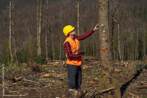 Photography Forestry worker inspecting marked tree in deforested forest area