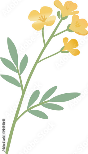 Beautiful wildflower 2 in the spring