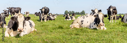 Fotografía Cows lying down ruminating in a field, relaxed and happy, blue sky