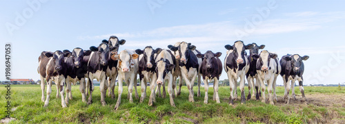 Obraz na plátně Group of young cows front view on a row in a field, side by side, a panoramic vi