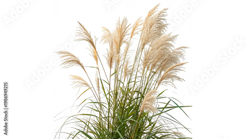 Canvas-taulu Miscanthus sinensis plant with blossoming plumes isolated on transparent backgro