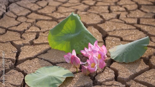 A vibrant pink lotus flower emerges from cracked, dry earth under a dramatic sunset sky. Resilience in Desolation