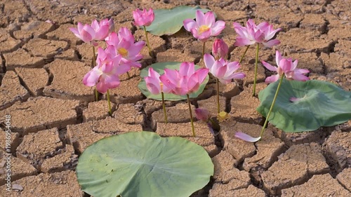 A vibrant pink lotus flower emerges from cracked, dry earth under a dramatic sunset sky. Resilience in Desolation