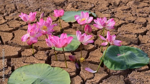 A vibrant pink lotus flower emerges from cracked, dry earth under a dramatic sunset sky. Resilience in Desolation