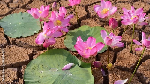 A vibrant pink lotus flower emerges from cracked, dry earth under a dramatic sunset sky. Resilience in Desolation