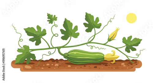 A detailed botanical illustration of a striped green zucchini squash growing on a sprawling vine with large lobed leaves and bright yellow blossoms.
