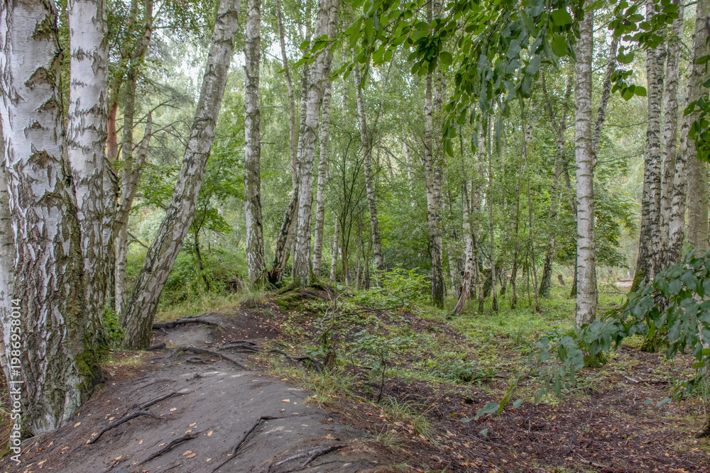 Obraz premium Birch Forest Path Overcast Moody Woodland Scene