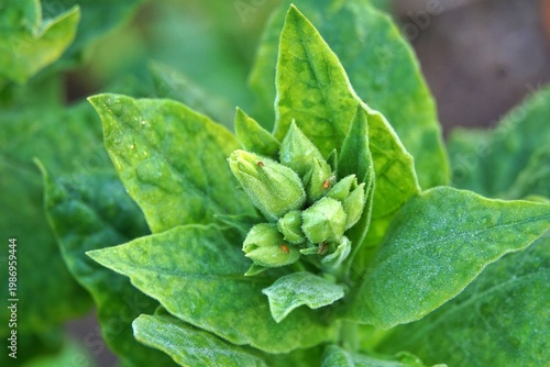 tobacco plant growing on the field industrial plants production