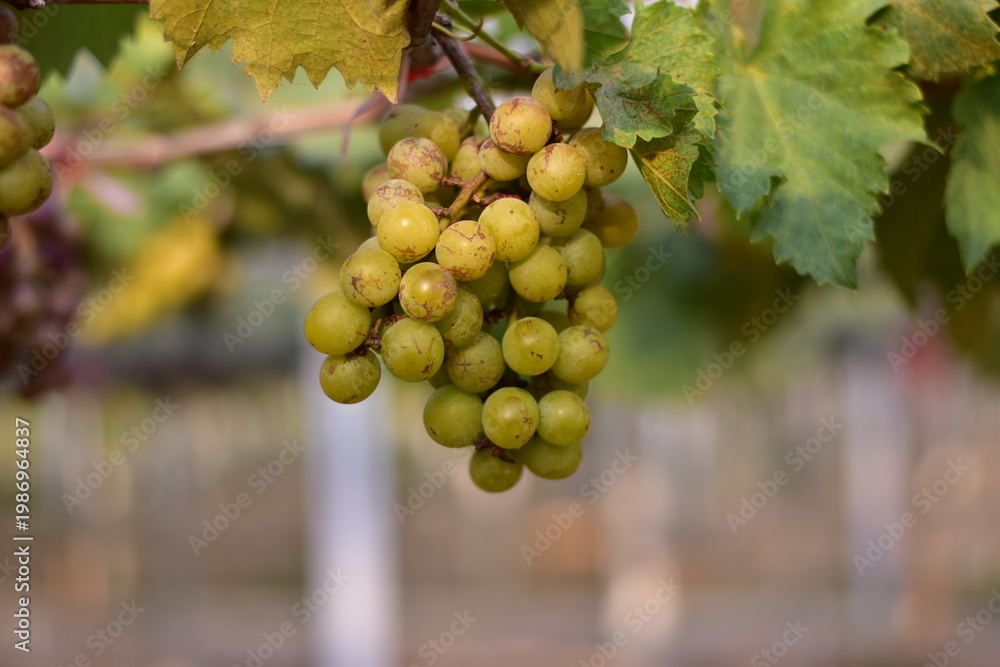 Fototapeta premium Table Grapes, Red Wine Grapes,White Wine Grapes,Bunch of colorful grapes