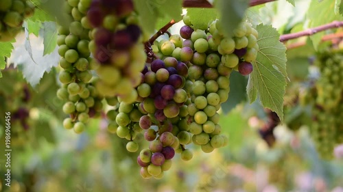 Table Grapes, Red Wine Grapes,White Wine Grapes,Bunch of colorful grapes