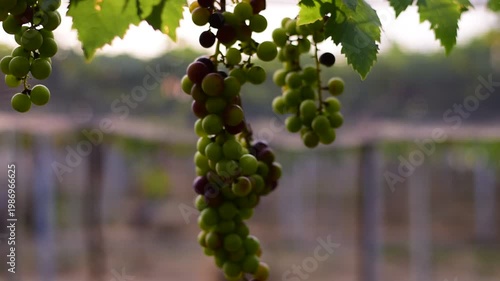 Table Grapes, Red Wine Grapes,White Wine Grapes,Bunch of colorful grapes