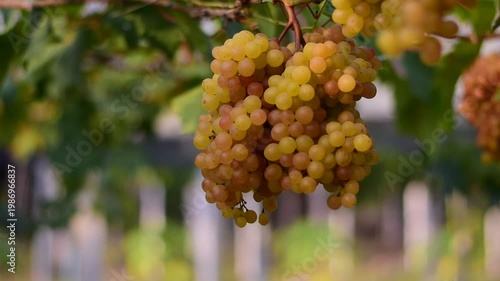 Table Grapes, Red Wine Grapes,White Wine Grapes,Bunch of colorful grapes