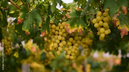 Table Grapes, Red Wine Grapes,White Wine Grapes,Bunch of colorful grapes