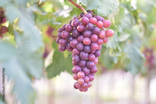 Table Grapes, Red Wine Grapes,White Wine Grapes,Bunch of colorful grapes