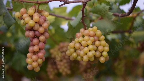 Table Grapes, Red Wine Grapes,White Wine Grapes,Bunch of colorful grapes