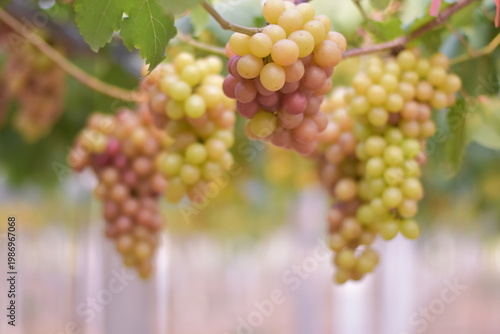 Table Grapes, Red Wine Grapes,White Wine Grapes,Bunch of colorful grapes