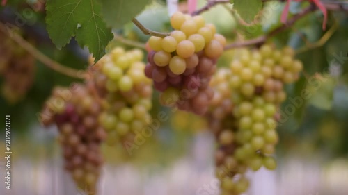 Table Grapes, Red Wine Grapes,White Wine Grapes,Bunch of colorful grapes