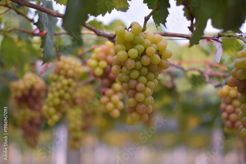 Table Grapes, Red Wine Grapes,White Wine Grapes,Bunch of colorful grapes