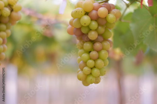 Table Grapes, Red Wine Grapes,White Wine Grapes,Bunch of colorful grapes