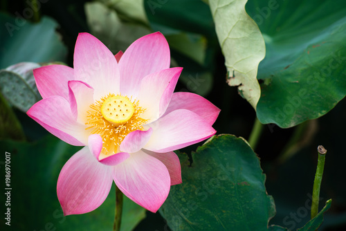 Wallpaper Mural Lotus Flower from Guanyin District, Taoyuan, Taiwan. Torontodigital.ca