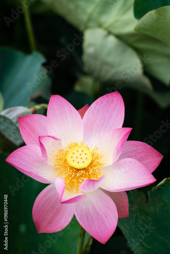 Wallpaper Mural Lotus Flower from Guanyin District, Taoyuan, Taiwan. Torontodigital.ca