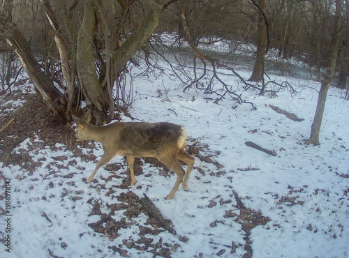 Quadro su tela Roe deer in winter forest captured by trail camera in natural habitat