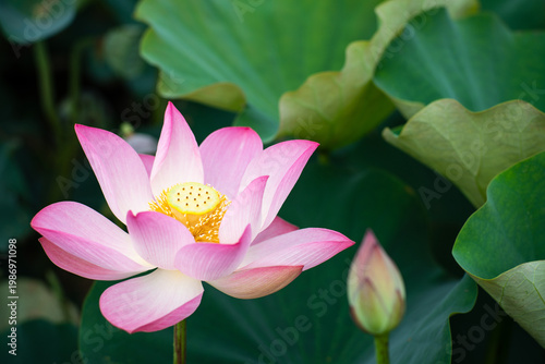 Wallpaper Mural Lotus Flower from Guanyin District, Taoyuan, Taiwan. Torontodigital.ca