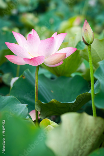 Wallpaper Mural Lotus Flower from Guanyin District, Taoyuan, Taiwan. Torontodigital.ca