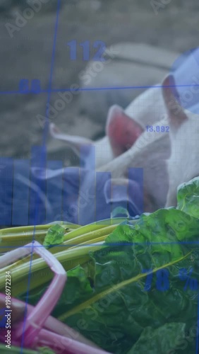 Vertical video: Pigs sniffing and nibbling greens offered by pink handle, farm with blue overlay