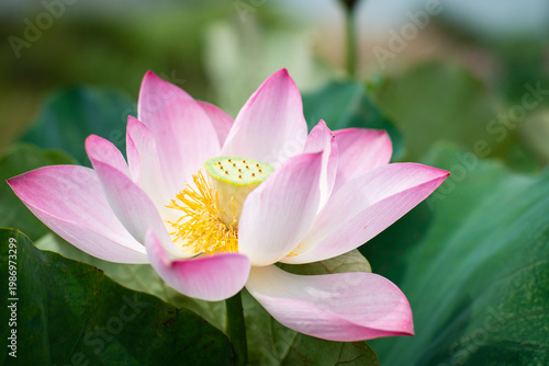 Wallpaper Mural Lotus Flower from Guanyin District, Taoyuan, Taiwan. Torontodigital.ca