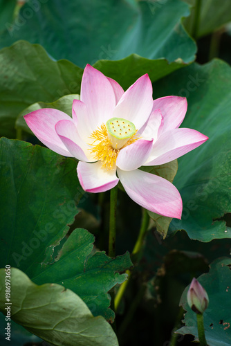 Wallpaper Mural Lotus Flower from Guanyin District, Taoyuan, Taiwan. Torontodigital.ca