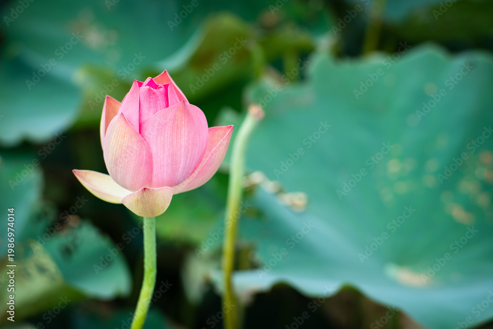 Obraz premium Lotus Flower from Guanyin District, Taoyuan, Taiwan.