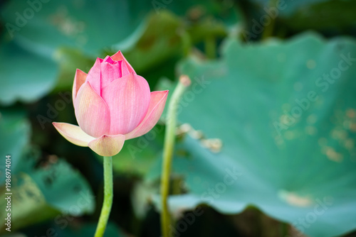 Wallpaper Mural Lotus Flower from Guanyin District, Taoyuan, Taiwan. Torontodigital.ca