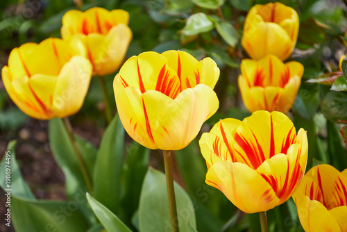 yellow and red tulips in garden