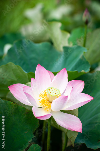 Wallpaper Mural Lotus Flower from Guanyin District, Taoyuan, Taiwan. Torontodigital.ca