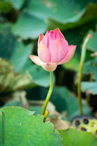 Wallpaper Mural Lotus Flower from Guanyin District, Taoyuan, Taiwan. Torontodigital.ca