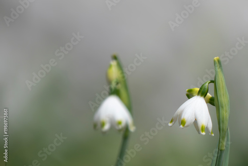 可憐に咲く小さな釣り鐘型の花スノーフレーク