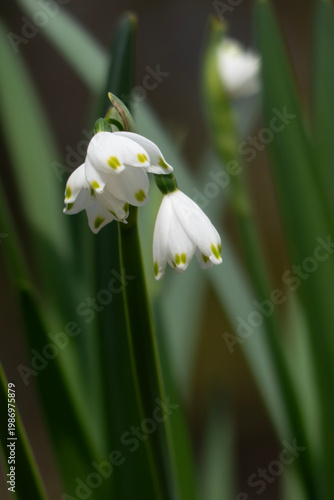 可憐に咲く小さな釣り鐘型の花スノーフレーク