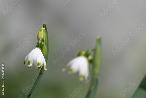 可憐に咲く小さな釣り鐘型の花スノーフレーク