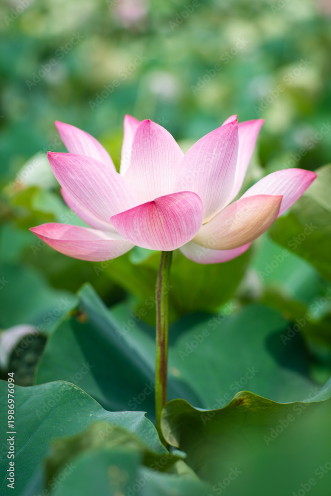 Fototapeta premium Lotus Flower from Guanyin District, Taoyuan, Taiwan.