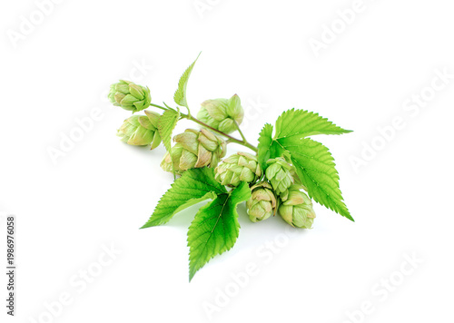 Hop cones isolated on white background. Beer brewery concept.