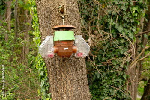  Selective trap designed to capture Asian hornets (Vespa velutina) in Bourgoyen nature reserve, Ghent, Flanders, Belgium 