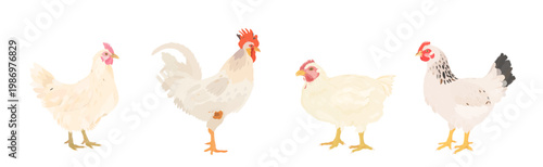 Cute cartoon farm Birds collection. Vector hand drawn illustrations of White Chicken (Hen) and Rooster isolated on white background. Set of poultry icon clip art.