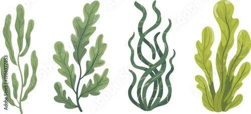 Green seaweed underwater aquatic plants set including kelp algae and sea grass isolated on white background vector illustration collection.