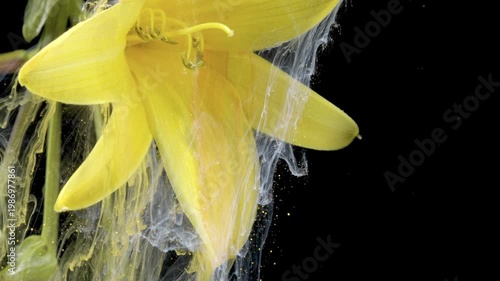 Yellow lily drifting through ink, dreamy closeup of translucent dye wrapping delicate petals, soft lighting and slow motion for meditative floral