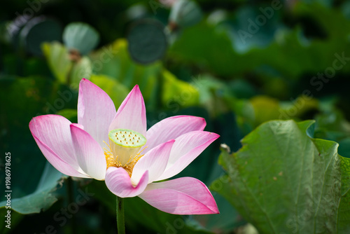 Wallpaper Mural Lotus Flower from Guanyin District, Taoyuan, Taiwan. Torontodigital.ca